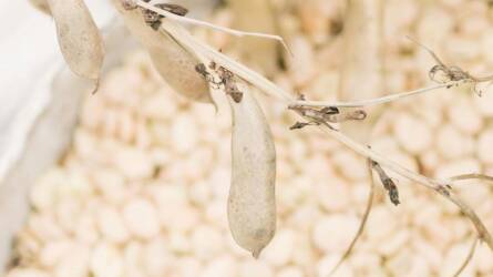 Olcsóbb szójabab a brazil deviza gyengülése miatt