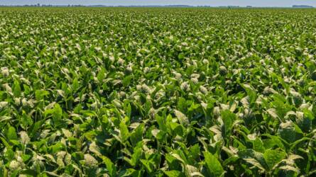 A szójabab ára esett a legjobban