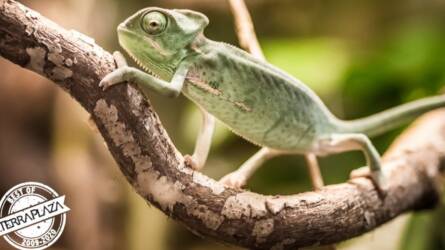 TerraPlaza - Nemzetközi egzotikus állat kiállítás és vásár