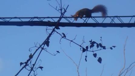 Meglepő vendégek: rejtett téli világ a madáretetők körül