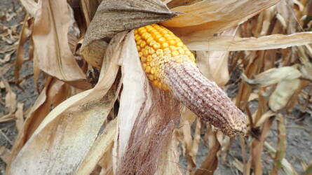 Téli károsítók: így pusztítják a termést