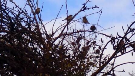 Mit esznek télen a madarak? Meglepő a válasz!