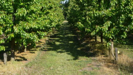 A füvesített sorközök előnyei és hátrányai