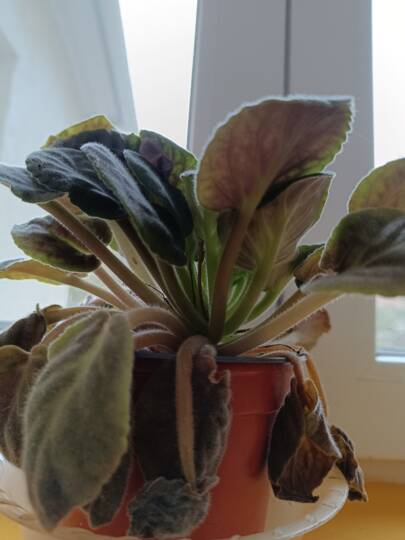 Fokföldi ibolya alsó levelei erőtlenül lógnak, vizenyősek