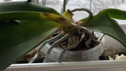 Feketedik az orchidea levele - mit tegyünk, hogy életben maradjon?