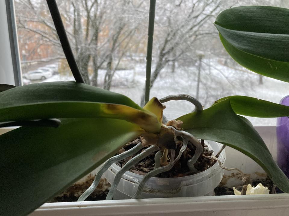 Foltos levelű orchideatő