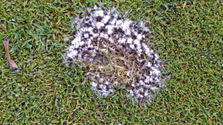 Hogyan védekezhetünk a gyepen megjelenő fehér telepek ellen?