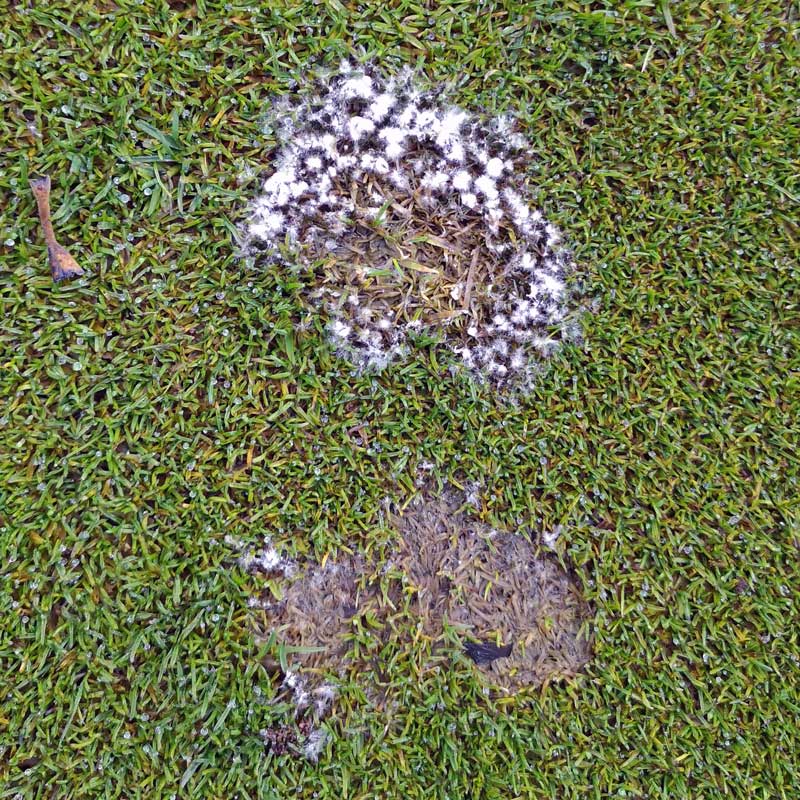 Fusarium nivale kör alakú foltja