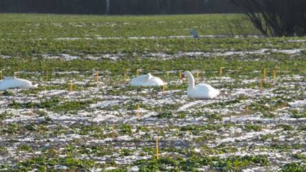 Mitől ritkul meg télen az őszi vetés? Vizes élőhelyek téli kártevői