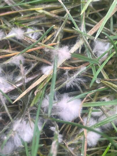 Hópenész fehér gombatelepei fűszálon (Dr. Némethy felvétele)