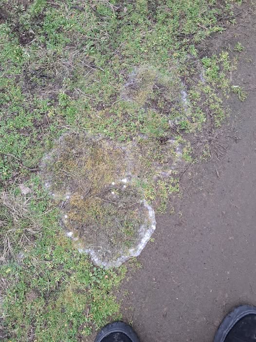 Hópenészfolt jellegzetes megjelenési formája