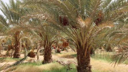 Az oázisgazdálkodás és a datolyapálma, valamint a benne rejlő lehetőségek