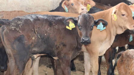 Szarvasmarha-tartás a trópusi szigetvilágban – hogy csinálják Francia-Polinéziában?