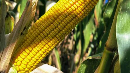 Menjen biztosra, álljon a győztes mellé!