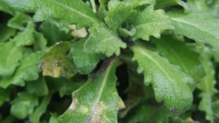 Mik lehetnek az ikravirág levelein a fehér, apró foltok?