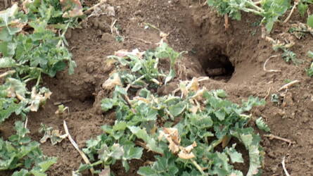 Mezei pocok elleni védekezés: amit sokan még mindig rosszul csinálnak