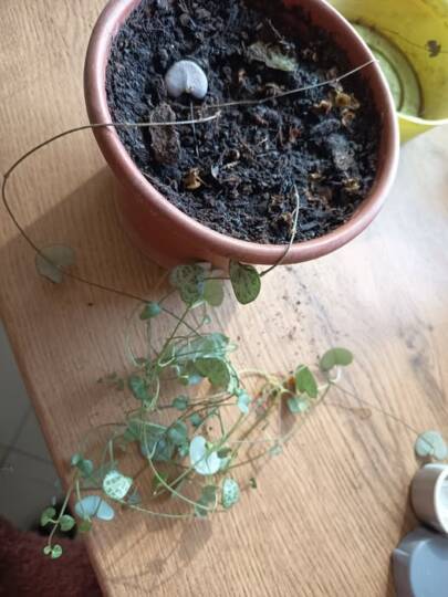 Kérdező beteg Ceropegia növénye