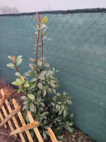 Korallberkenye entomospóriumos levélfoltossága