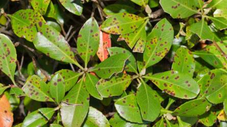 Bordó foltokat látok a korallberkenye levelein - hogyan kezeljem?