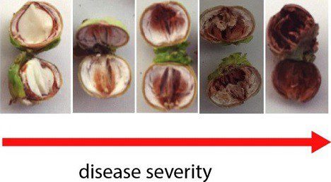 Mogyoróbél belső romlása