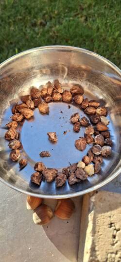 Mogyoróbél penészedik