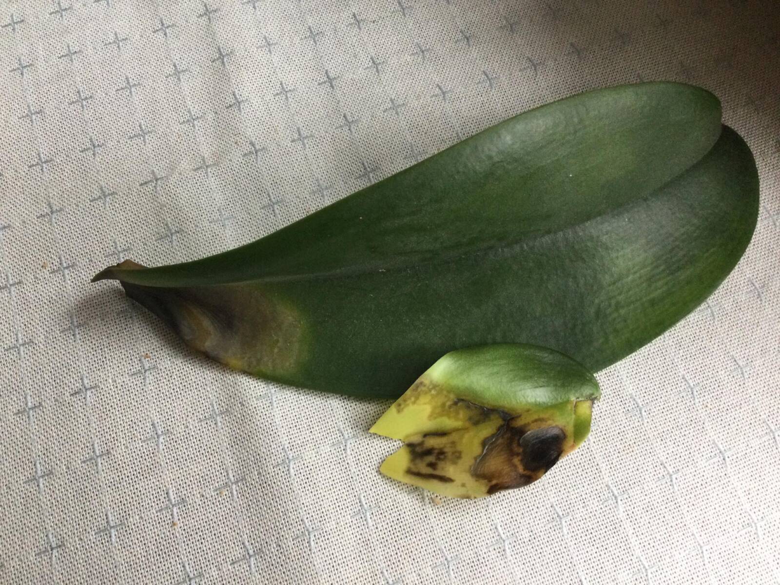 Orchidea levelén fekete foltok