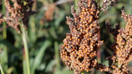 „Nem igazán működött” – egy kisalföldi gazda hét szezon után hagyott fel a cirok termesztésével