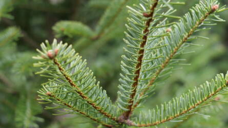 Ha fenyőfát vásárolsz, erre figyelj!