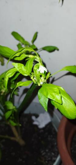 Paprika virágzik a lakásban