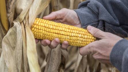 Növelje a termésbiztonságot strapabíró hibridekkel!