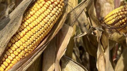 Koraitól a silókukoricáig – tudja már, melyiket veti tavasszal?
