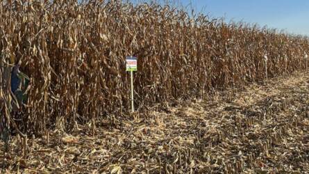 Gyanítjuk, hogy éppen ezt a hibridet keresi