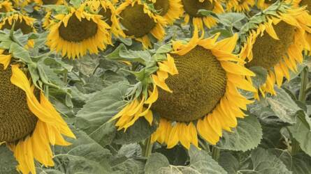 Napraforgóból is tudunk újat mutatni