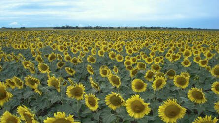 Helye is van, piaca is van – a napraforgóval nem nyúlhat mellé