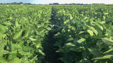 A legjobb, amit adhatunk: új korai érésű szója a porondon