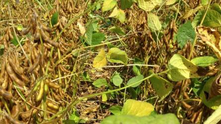 A szója a vetésforgót és a pénztárcát egyaránt gyarapítja