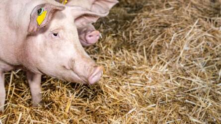 Védekezni csak együtt lehet – Az afrikai sertéspestis elleni küzdelem alapja a szabályok betartása