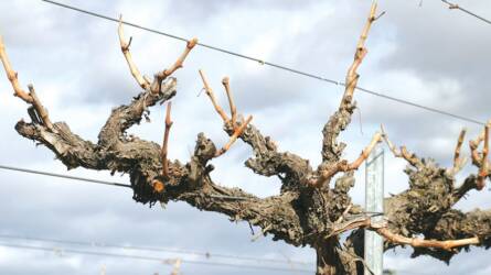 Mikor ajánlott a szőlő téli metszésének elvégzése?