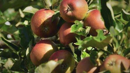 Miért oltják a gyümölcsfákat?