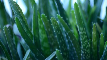 Így szaporítható az aloe vera házilag, biztos sikerrel