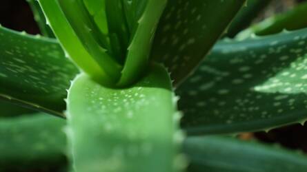 Penész a lakásban? Ezek a növények megoldják!