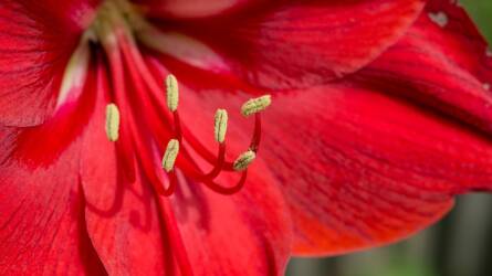 Amarillisz öntözése: itt rontják el a legtöbben