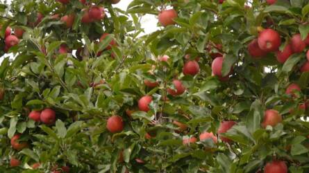 Horizontális tengelyű szélgépek fagyvédelmi hatékonyságának értékelése drónos hőmérsékletprofil-mérésekkel egy almás ültetvényben