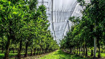 Gyümölcsfák saját gyökéren?