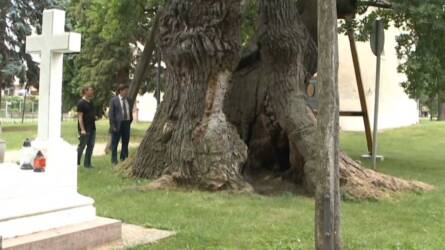 Megtalálták Magyarország legöregebb fáját, nem akármilyen hiedelmek kapcsolódnak hozzá