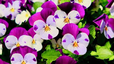 Mennyire hideg időjárást képes az árvácska elviselni?