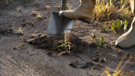 Aranyrúd fordult ki a szántóföldből, ez lehet az évtized lelete