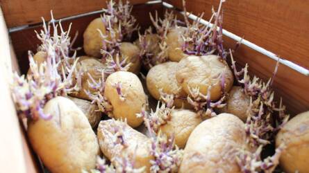 Miként előzhető meg a betárolt burgonyagumó csírázása?