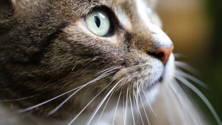 Új fertőzés terjed a macskák között, kétharmaduknál elhullást okoz