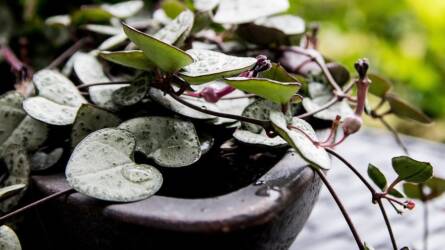 Hogyan gondozzuk helyesen a gyertyavirágot?